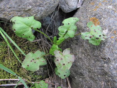 Rumex hastifolius
