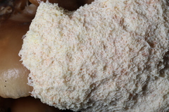 Fuligo septica candida