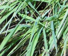 Chromagrion conditum