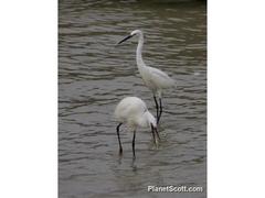 Egretta garzetta