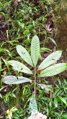 Chrysophyllum
