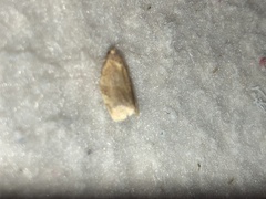 Choristoneura fractivittana