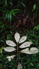 Chrysophyllum