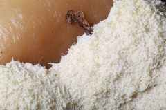 Fuligo septica candida