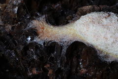 Fuligo septica candida