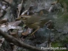Pellorneum ruficeps