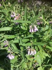 Symphytum caucasicum