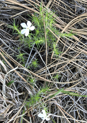 Phlox andicola