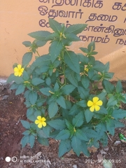 Turnera ulmifolia