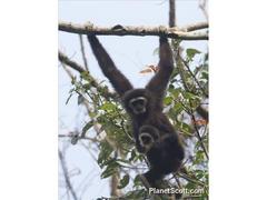 Hylobates lar