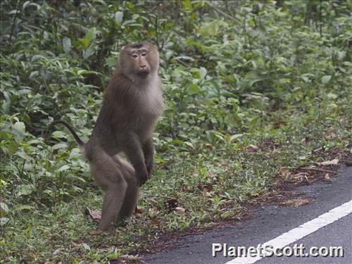 Northern Pig-tailed Macaque, photo 10 of 10