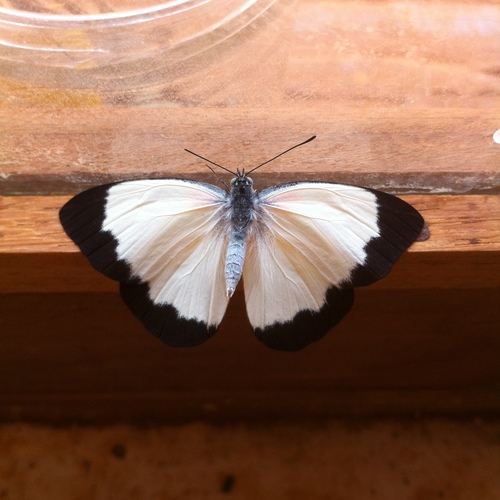 Belenois helcida
