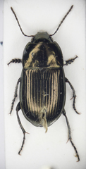 Amara lunicollis