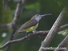 Arachnothera longirostra