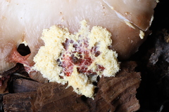 Fuligo septica candida