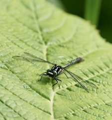 Trigomphus melampus