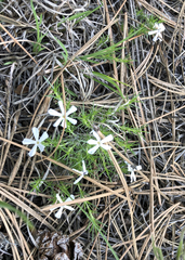 Phlox andicola
