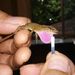 Duellman's Pigmy Anole - Photo (c) Marcos Millan, some rights reserved (CC BY-NC-ND), uploaded by Marcos Millan