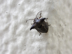 Alcimocoris japonensis