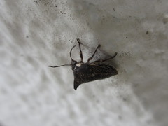 Alcimocoris japonensis