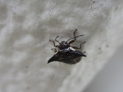 Alcimocoris japonensis