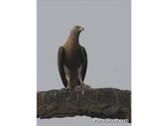 Haliaeetus ichthyaetus