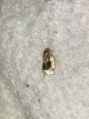 Clepsis melaleucanus