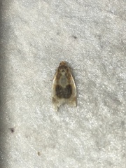 Clepsis melaleucanus