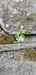 Asplenium ruta-muraria
