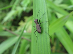 Cylindera kaleea