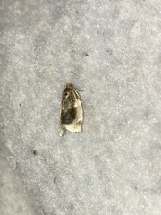 Clepsis melaleucanus