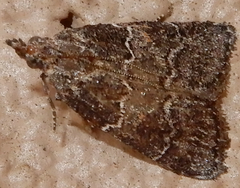 Satole ligniperdalis