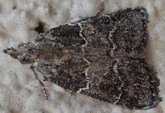 Satole ligniperdalis