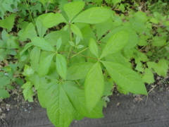 Eleutherococcus sessiliflorus