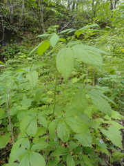 Eleutherococcus sessiliflorus