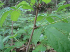 Eleutherococcus sessiliflorus