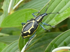 Exophthalmus nicaraguensis image
