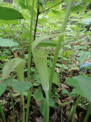 Arisaema amurense