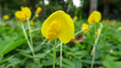 Arachis duranensis