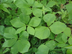 Arisaema amurense