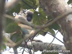 Trachypithecus pileatus