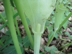 Arisaema amurense