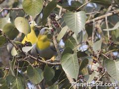 Treron phoenicopterus
