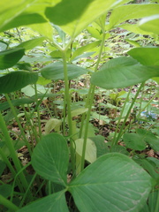 Arisaema amurense