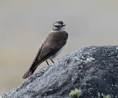 Muscisaxicola alpinus