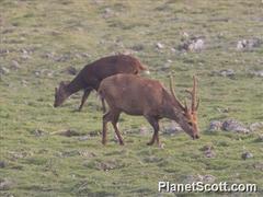 Axis porcinus