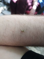 Salticidae
