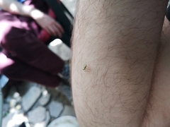 Salticidae