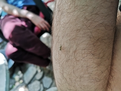 Salticidae