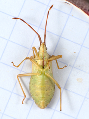 Gonocerus acuteangulatus